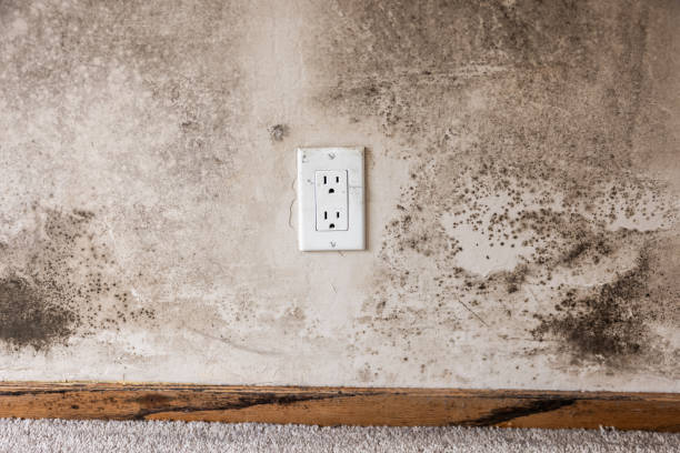 Best Air Quality Testing for Mold Spores  in North Catasauqua, PA