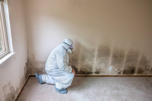 Mold Documentation for Insurance Claims in North Catasauqua, PA