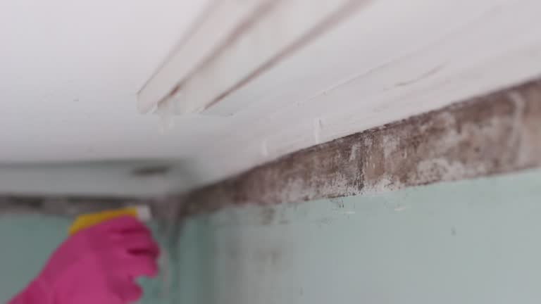 Biohazard Mold Removal in North Catasauqua, PA